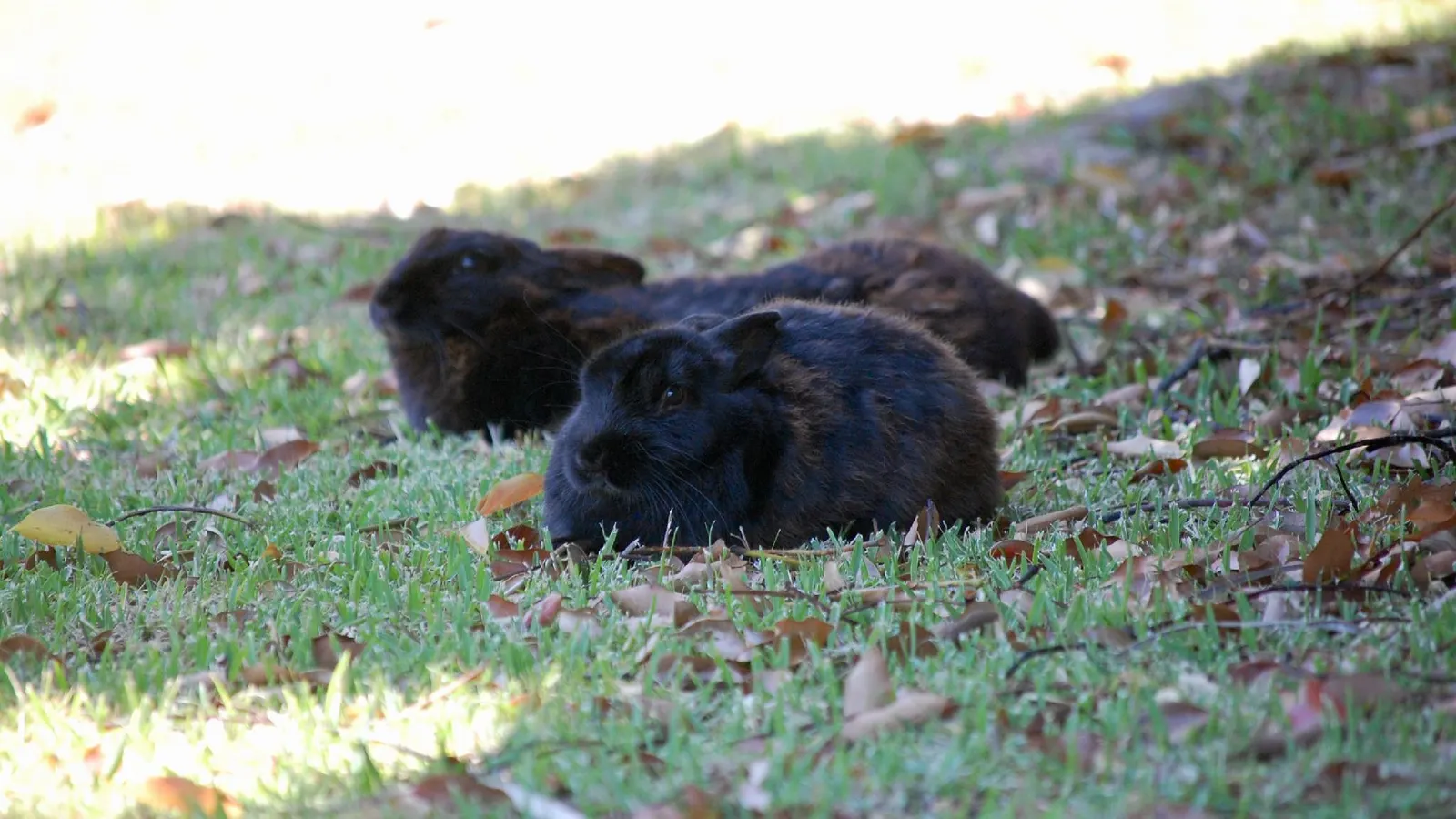 Castleton Self-catering Accommodation