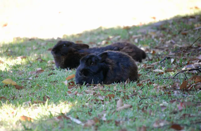 Castleton Self-catering Accommodation
