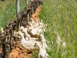 Endless Vineyards at Wildekrans Wine Estate – photo 3, Country House in Bot River