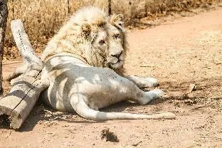 Simba Safaris African Pride Exotic Lodge – exterior or main view, Ellisras