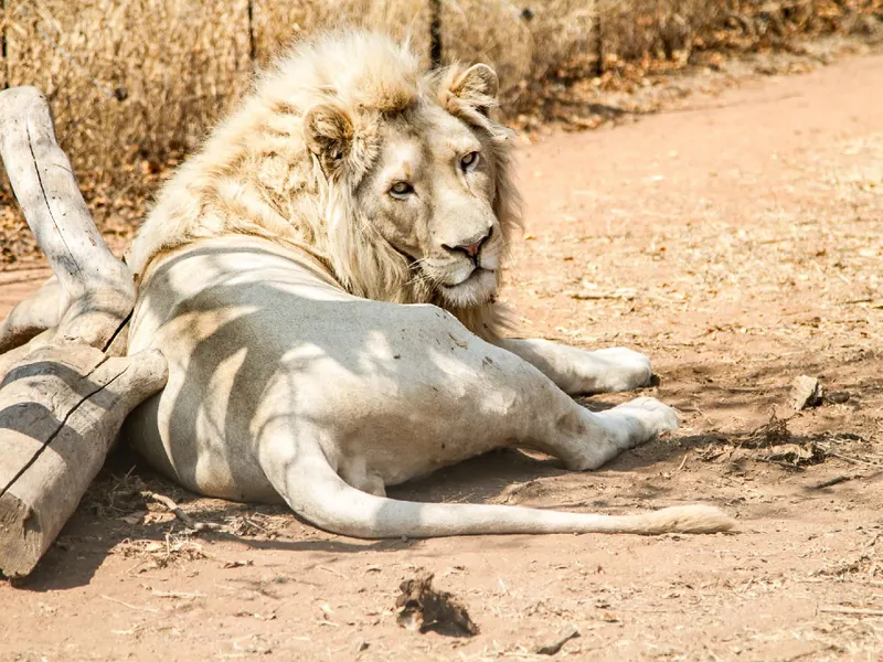 Simba Safaris African Pride Exotic Lodge