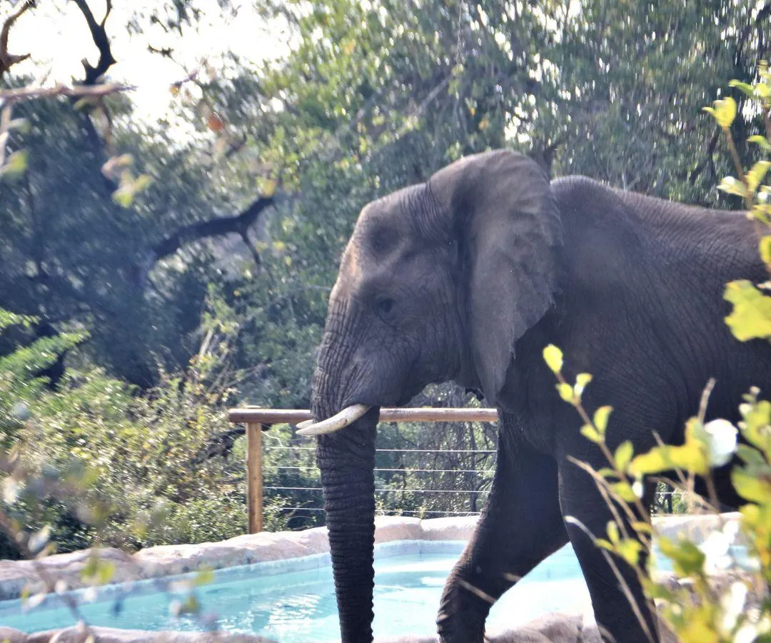 Baluleni Safari Lodge