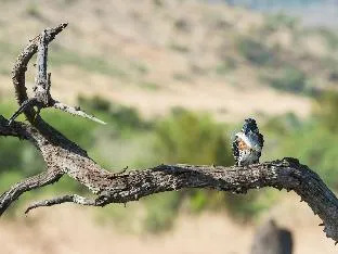 Ivory Tree Game Lodge – photo 5, Resort in Pilanesberg