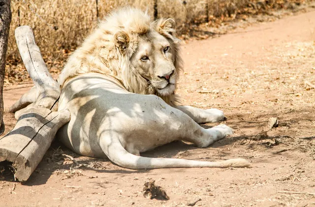 Simba Safaris African Pride Exotic Lodge