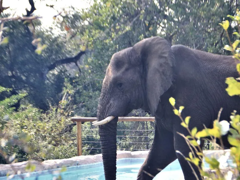 Baluleni Safari Lodge