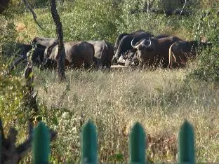 Muweti Bush Lodge – photo 3, Entire Bungalow in Kruger National Park