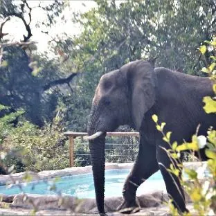 Baluleni Safari Lodge – exterior or main view, Kruger National Park