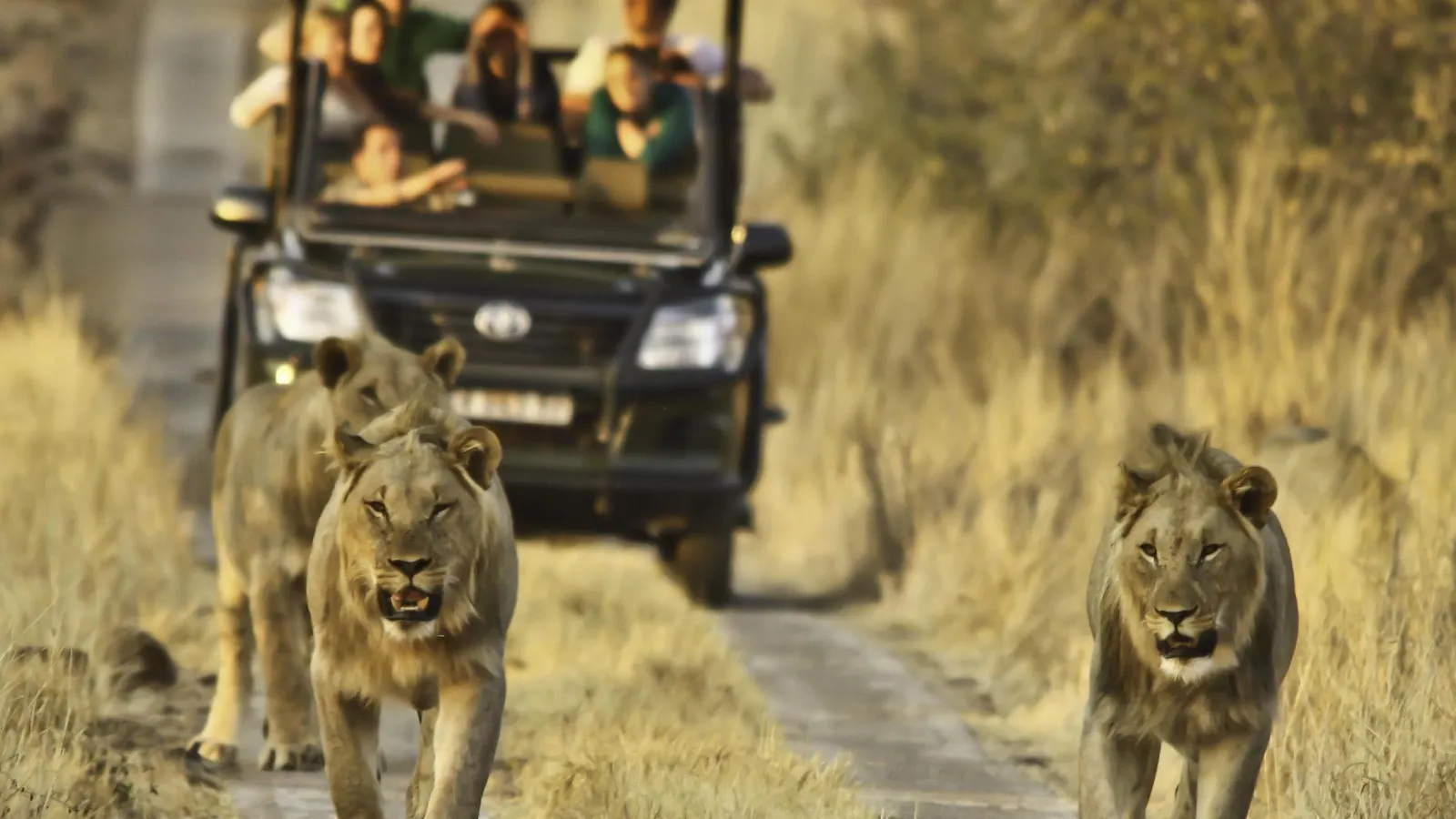 Morokolo Safari Lodge
