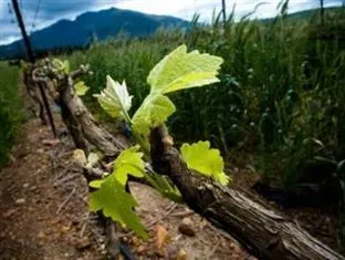 Endless Vineyards at Wildekrans Wine Estate – photo 2, Country House in Bot River
