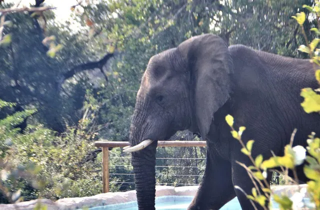 Baluleni Safari Lodge