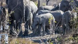 Machaton Private Camp – photo 4, Resort Villa in Kruger National Park