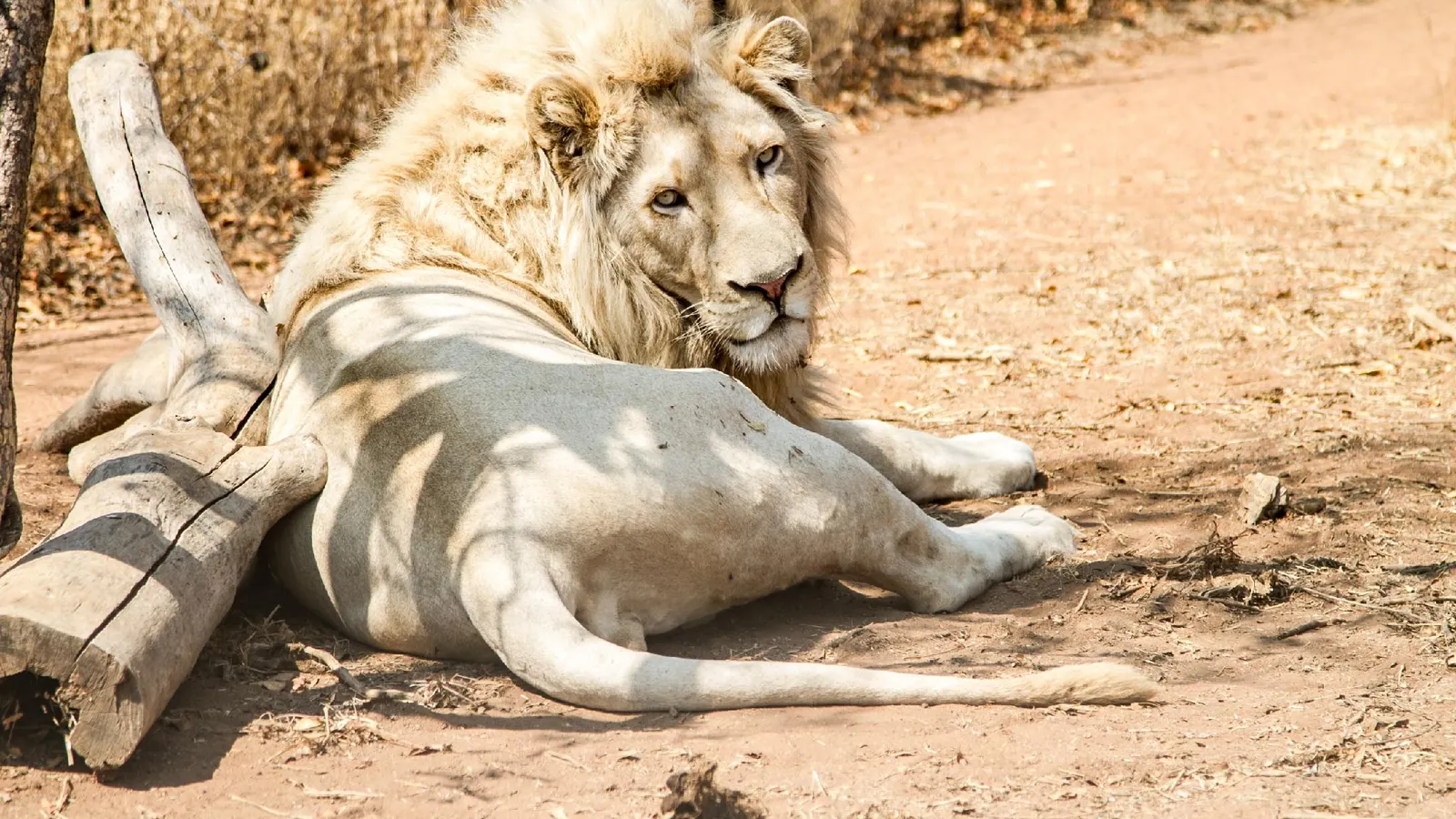 Simba Safaris African Pride Exotic Lodge