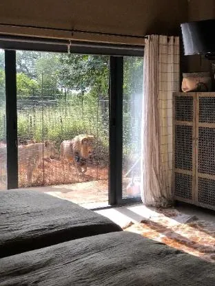 Simba Safaris Private Game Lodge with Predators – photo 3, Entire House in Ellisras